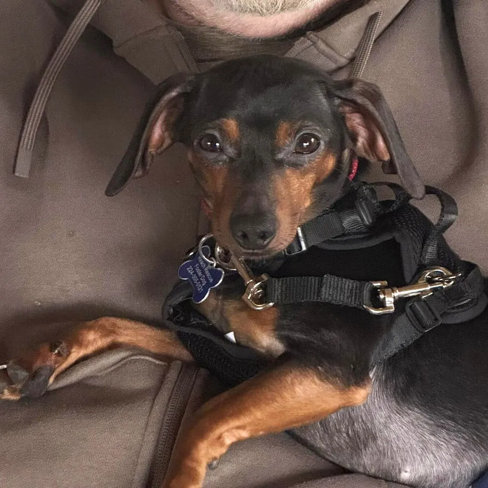 Duke Of Hastings - Photo 1