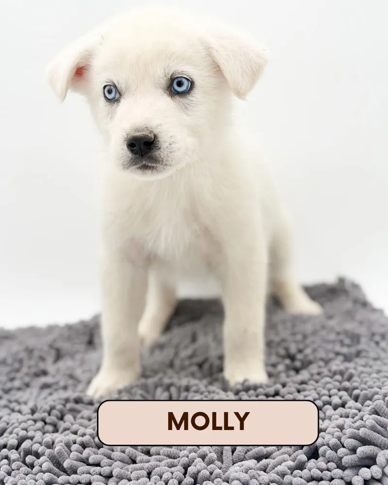 Molly - Photo 1