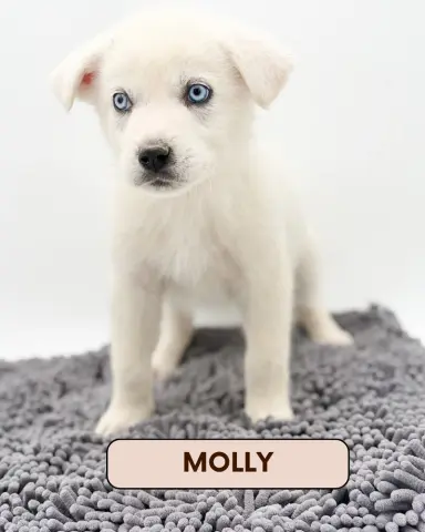 Molly