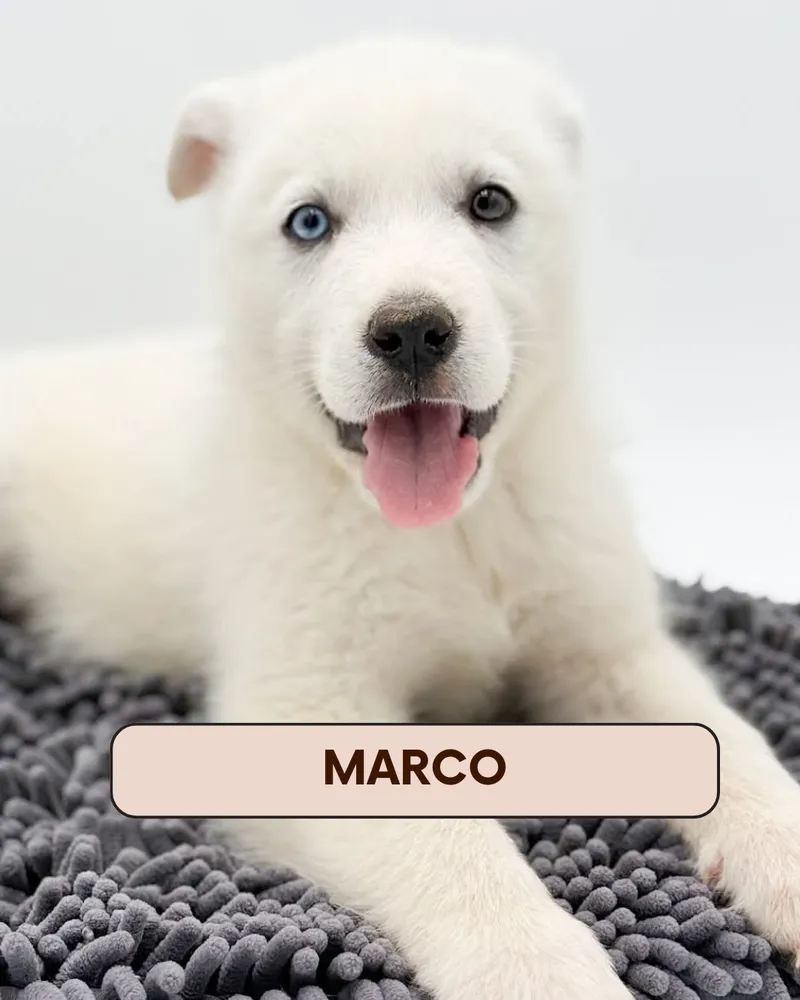 Marco - Photo 1