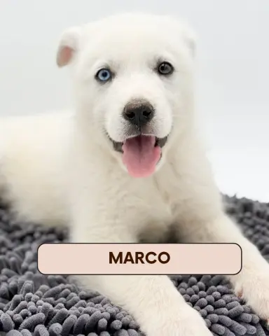 Marco