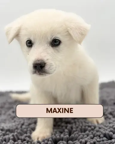 Maxine
