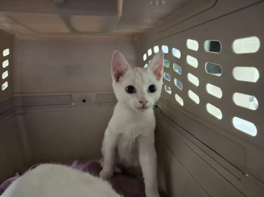 Blue Eyes White Dragon - Photo 1