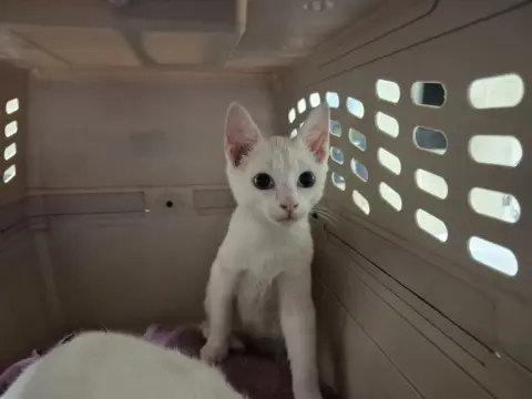 Blue Eyes White Dragon