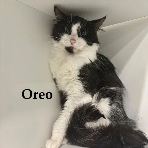 Oreo