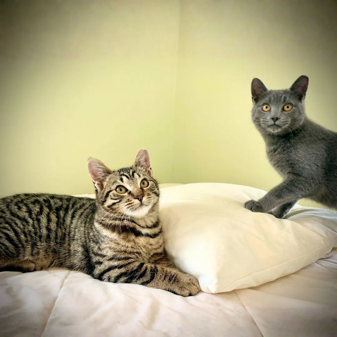 Lottie & Blue - Photo 1