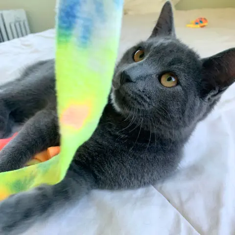 Lottie & Blue thumbnail 2