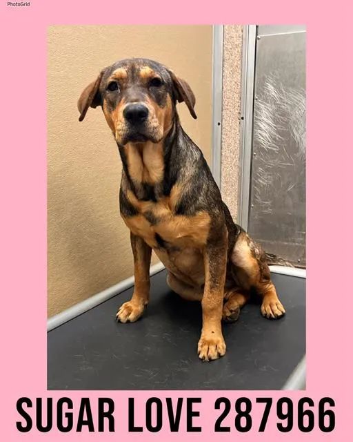 Sugar Love - Photo 1