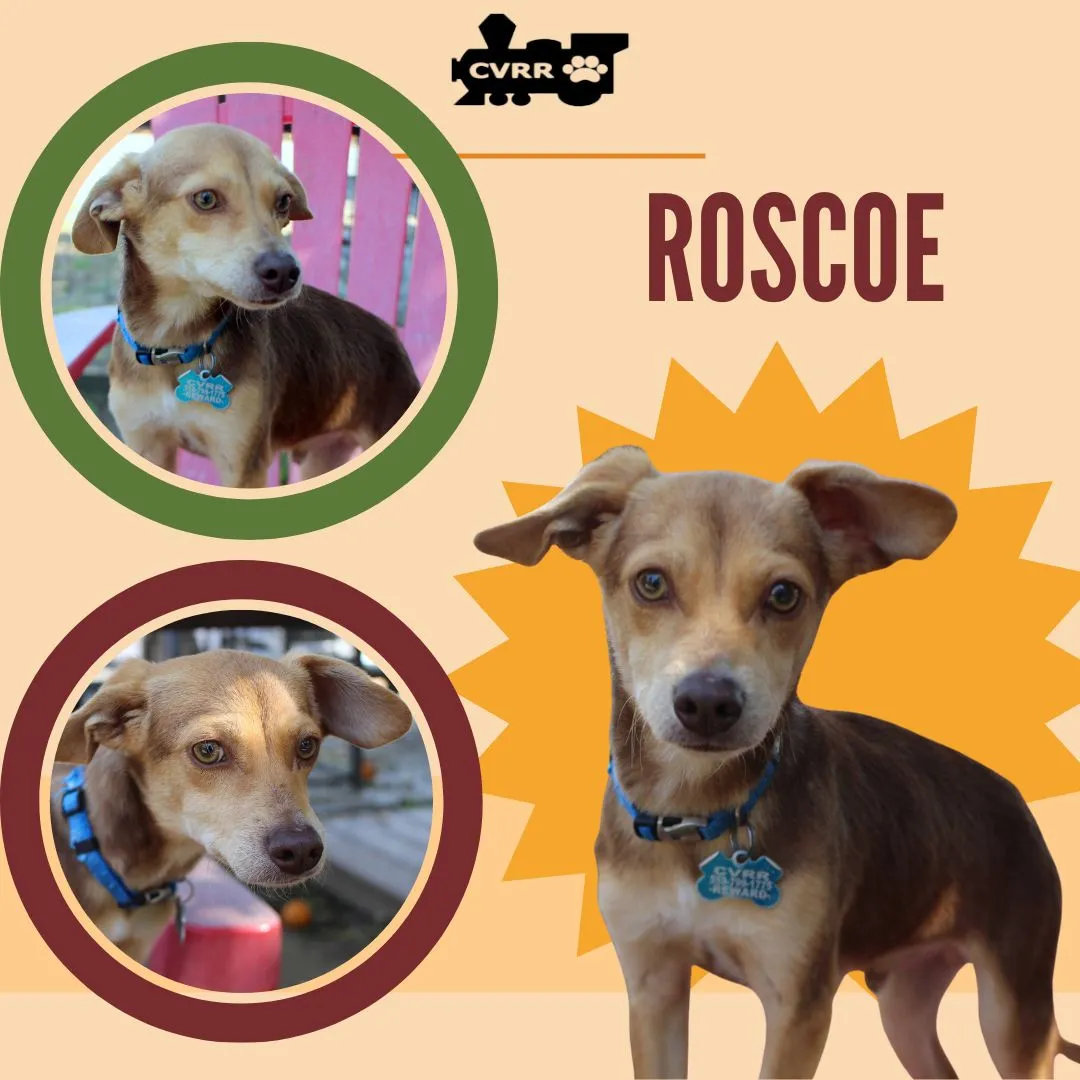 Roscoe - Photo 1