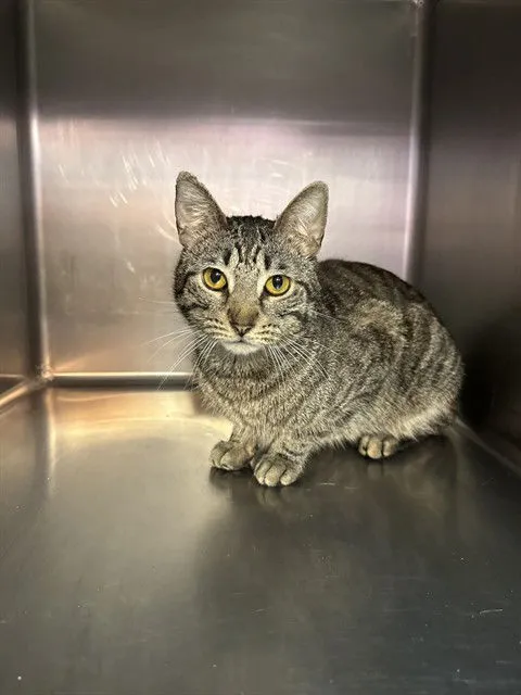 Mister Man - Photo 1