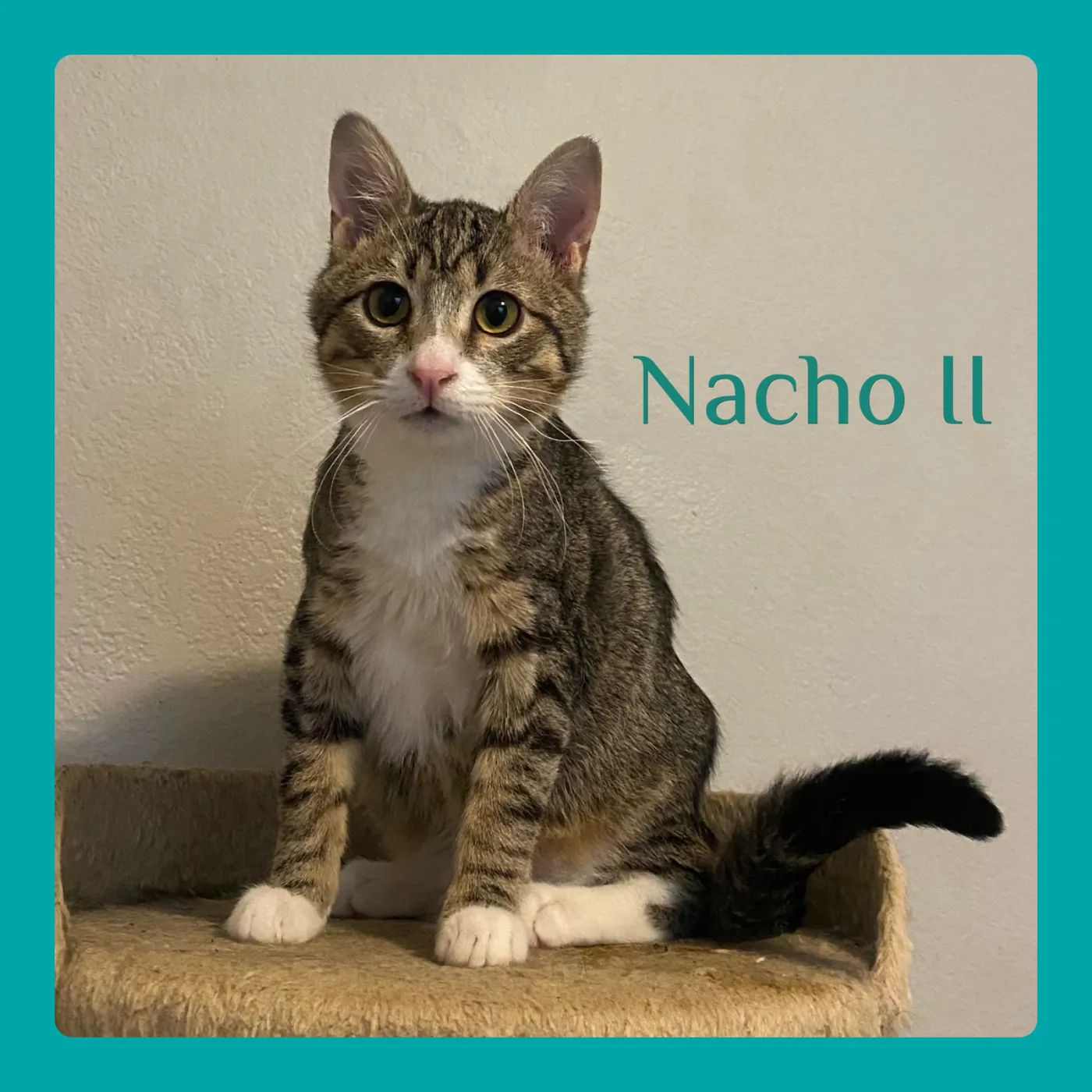 Nacho - Photo 1