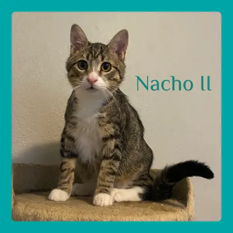 Nacho
