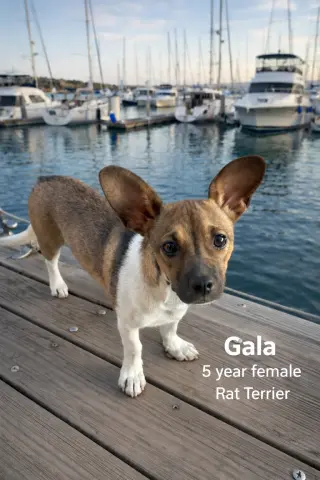 Gala