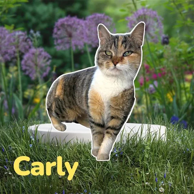 Carly - Photo 1