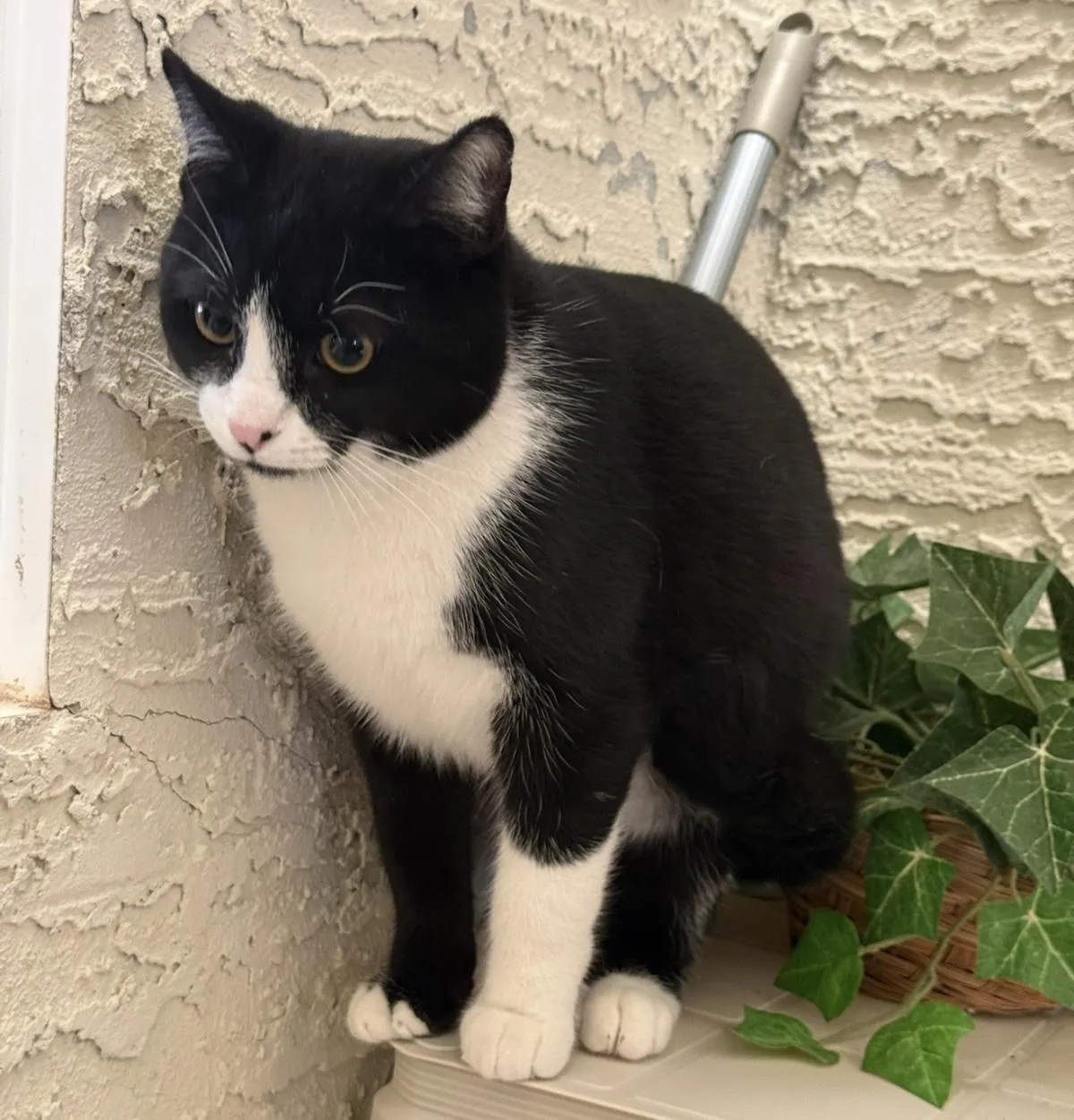 Tux Mcfluff - Photo 1