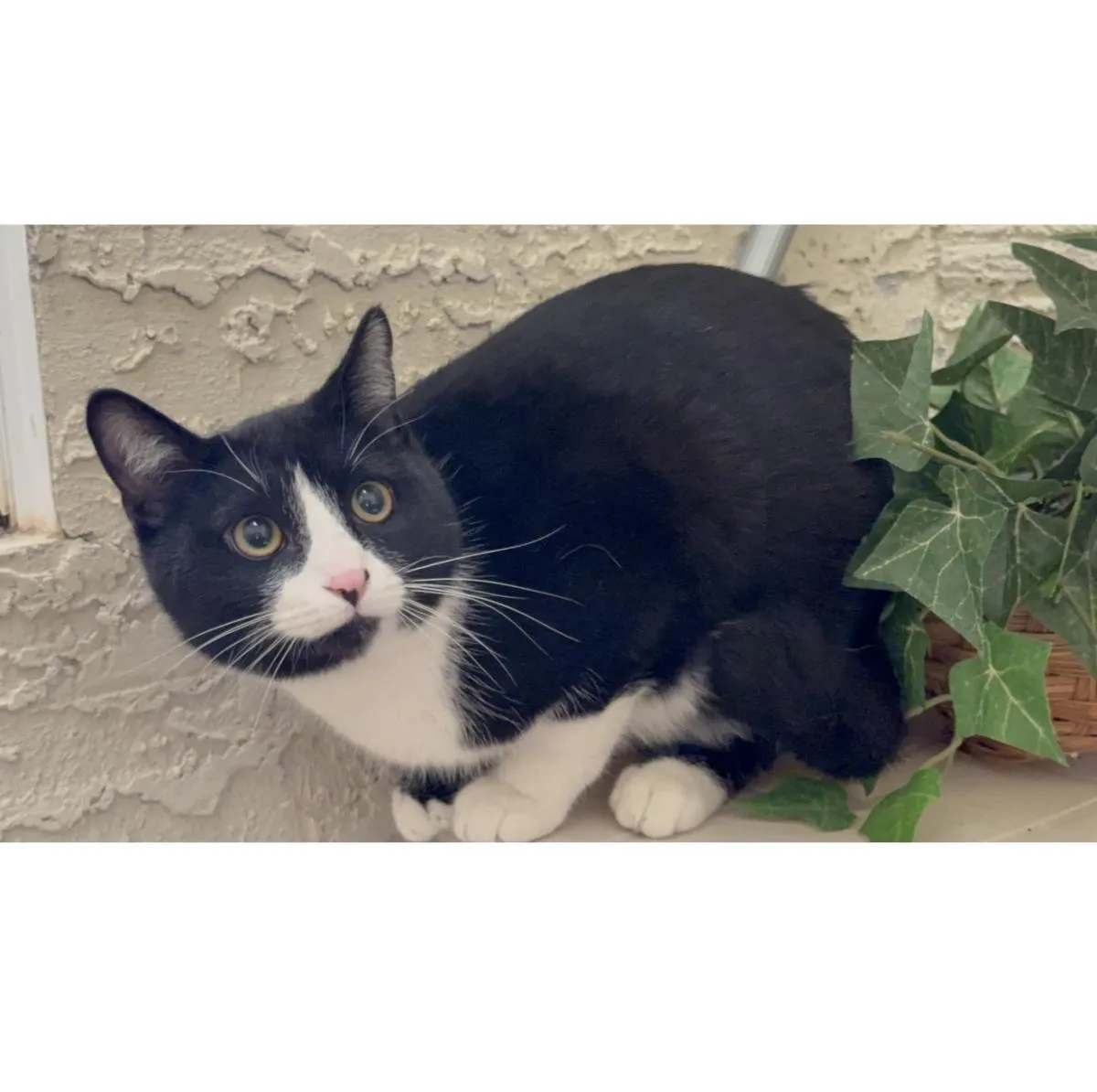 Tux Mcfluff - Photo 2