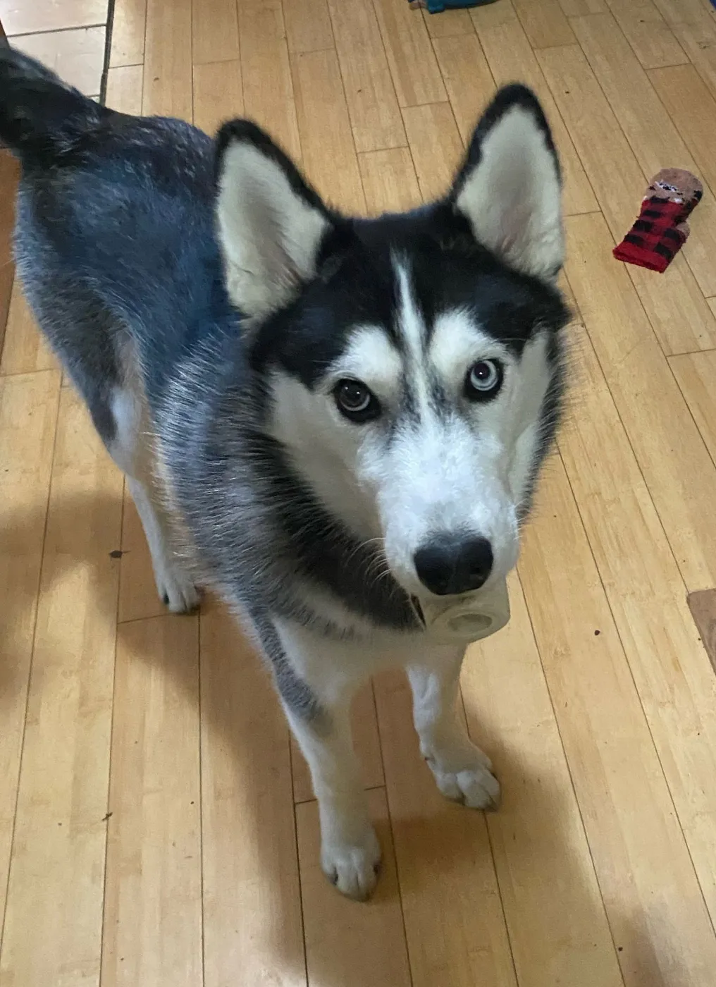 Henry James - Photo 1