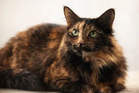 Sapphire thumbnail 2