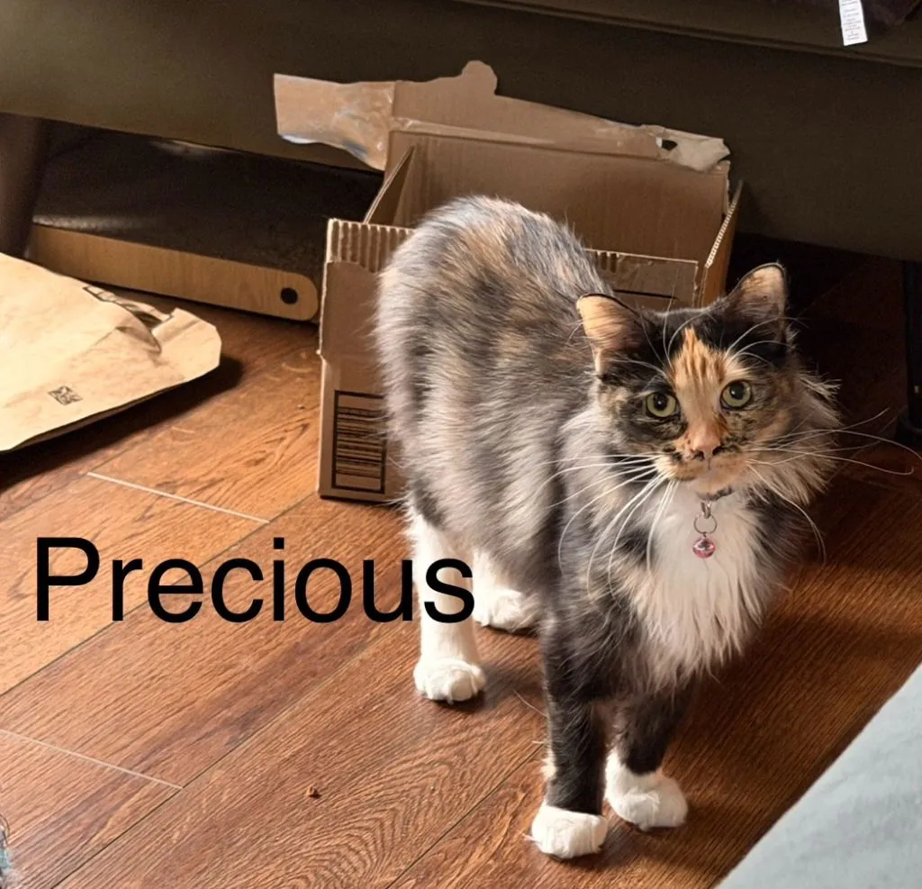 Little Girl - Photo 1