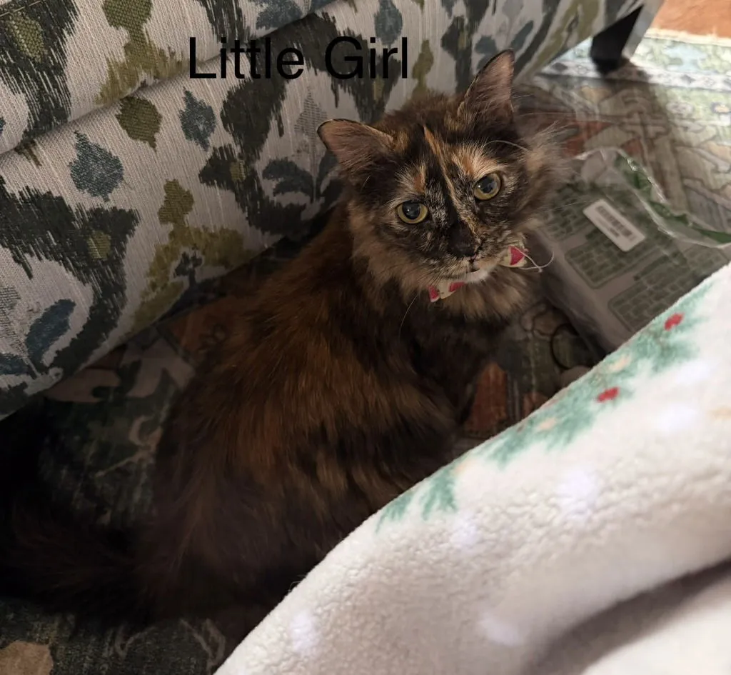 Little Girl - Photo 2