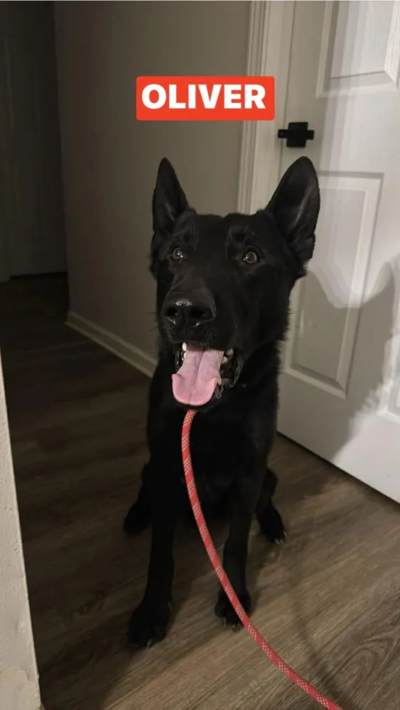 Oliver - Photo 2