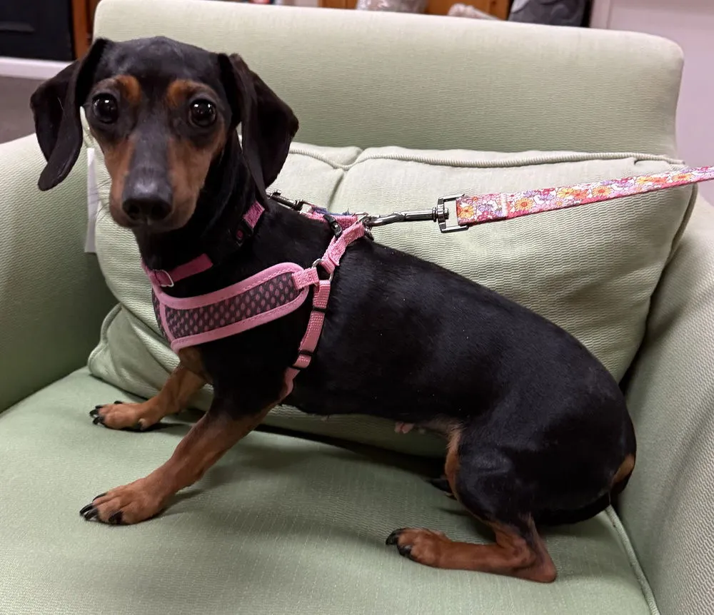 Penelope Featherington - Photo 1