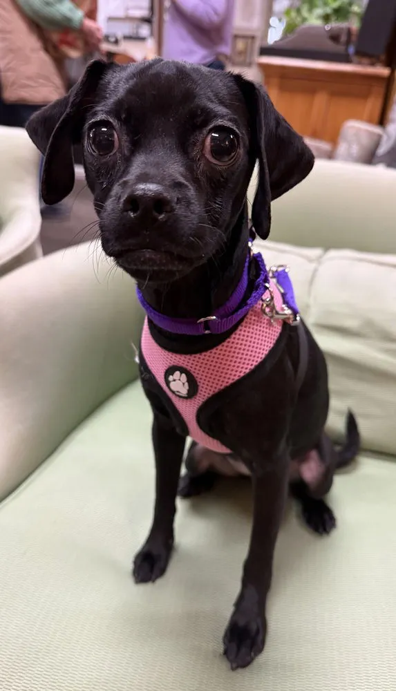 Lady Whistledown - Photo 1