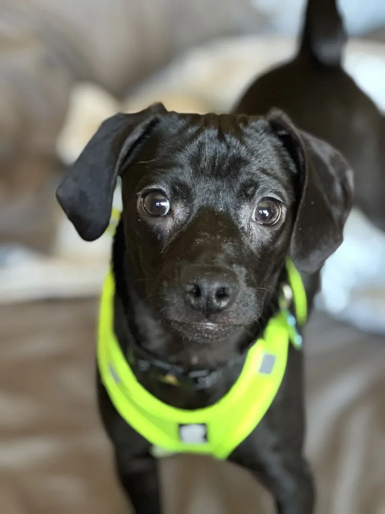 King George - Photo 1