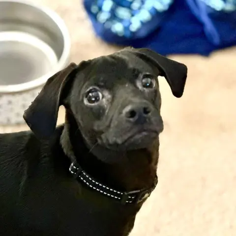 King George thumbnail 2