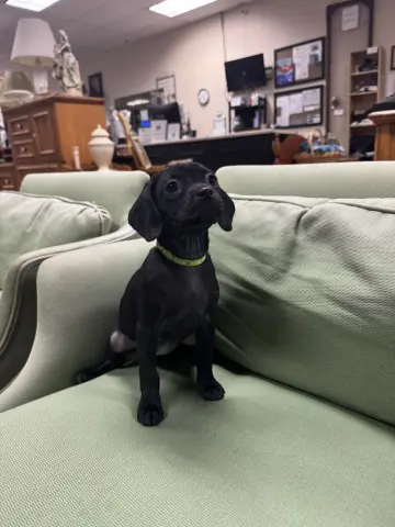 Hyacinth thumbnail 2