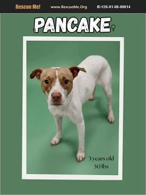 Pancake - Photo 1