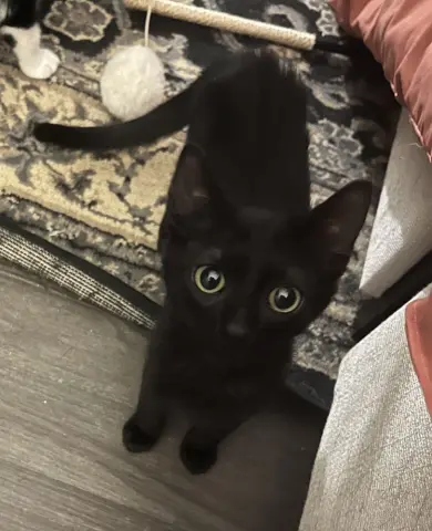 Genevieve thumbnail 2