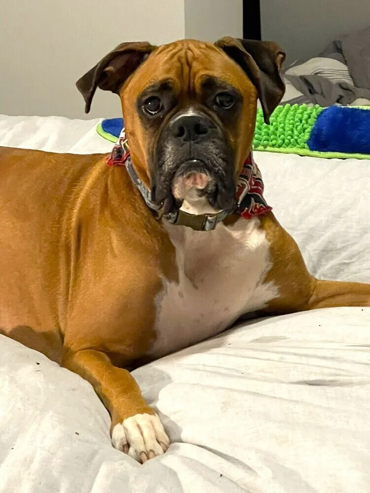 Dutchess II - Photo 2