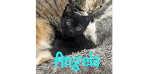 Angela