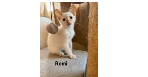Remi