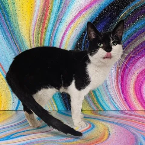 Professor Picklebeans - Photo 1