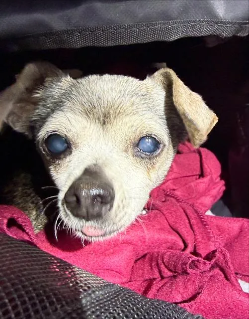 Thurman Merman - Photo 1