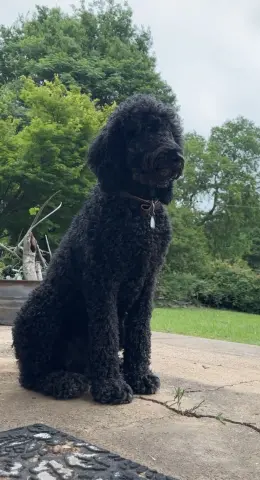 Kingston thumbnail 2