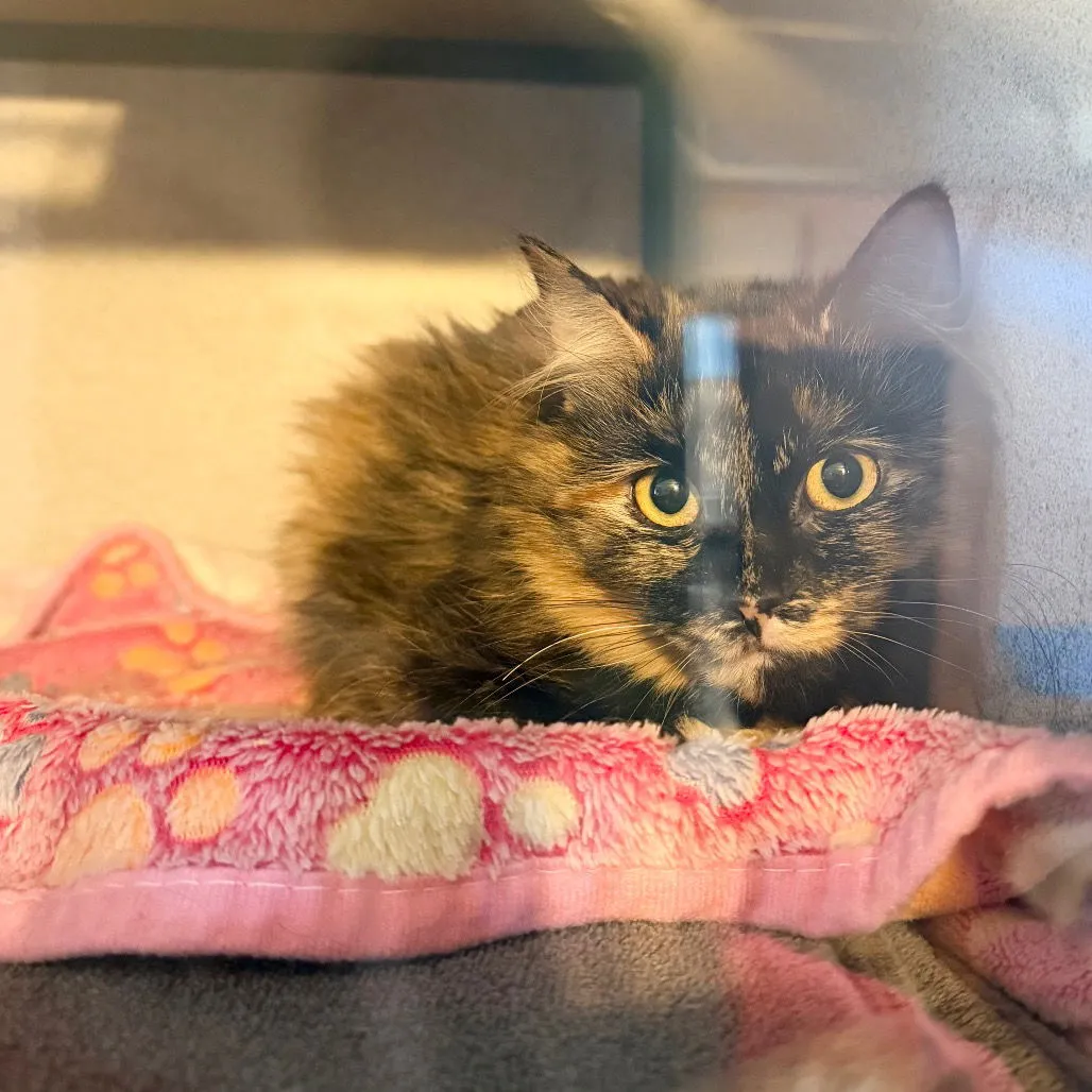 Pumpkin Spice - Photo 1