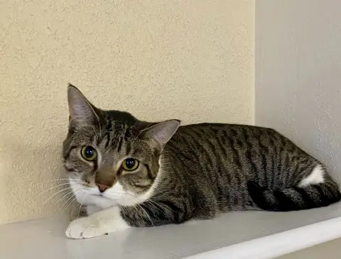 Piperoni thumbnail 2