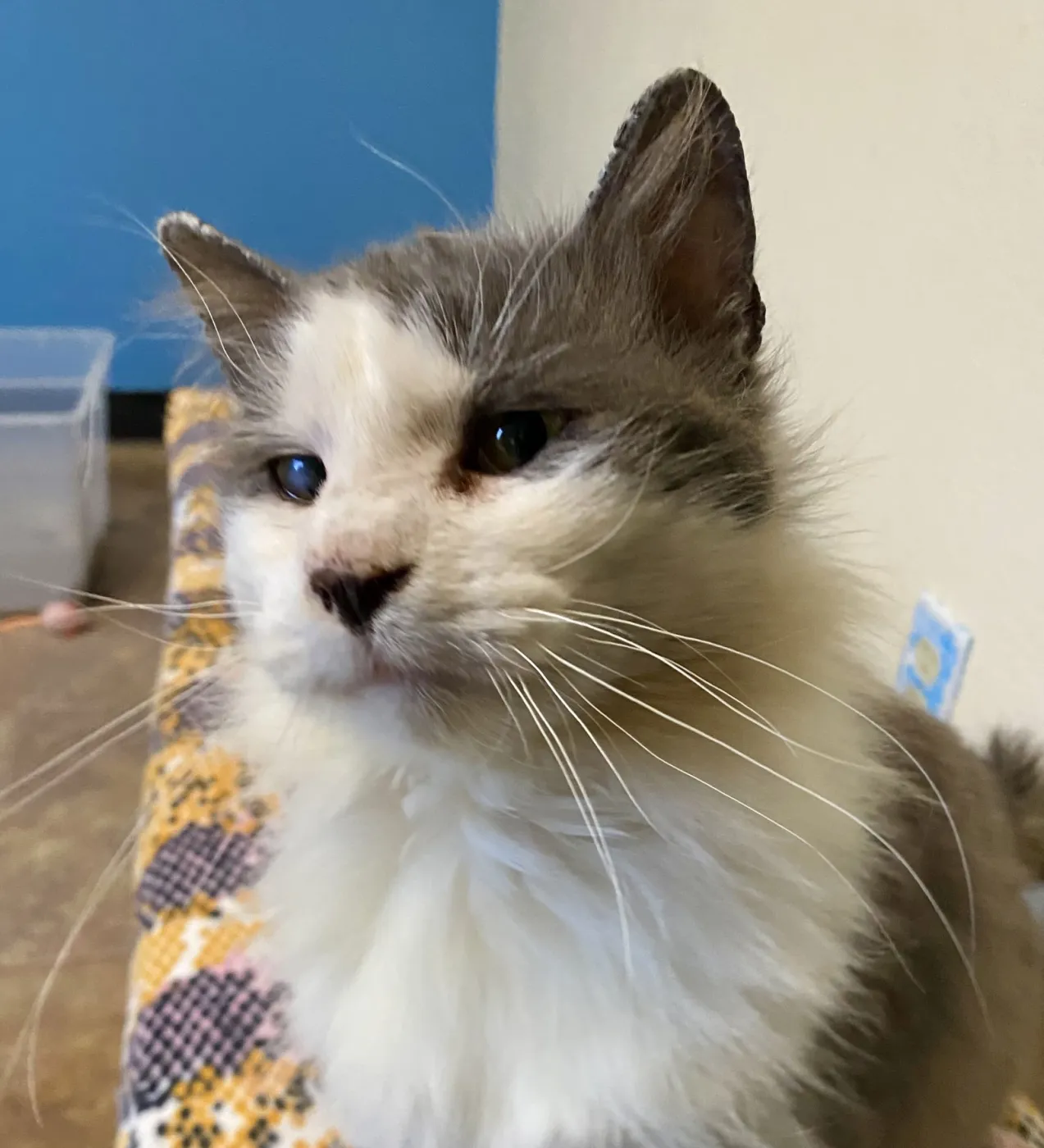 Little Morris - Photo 2