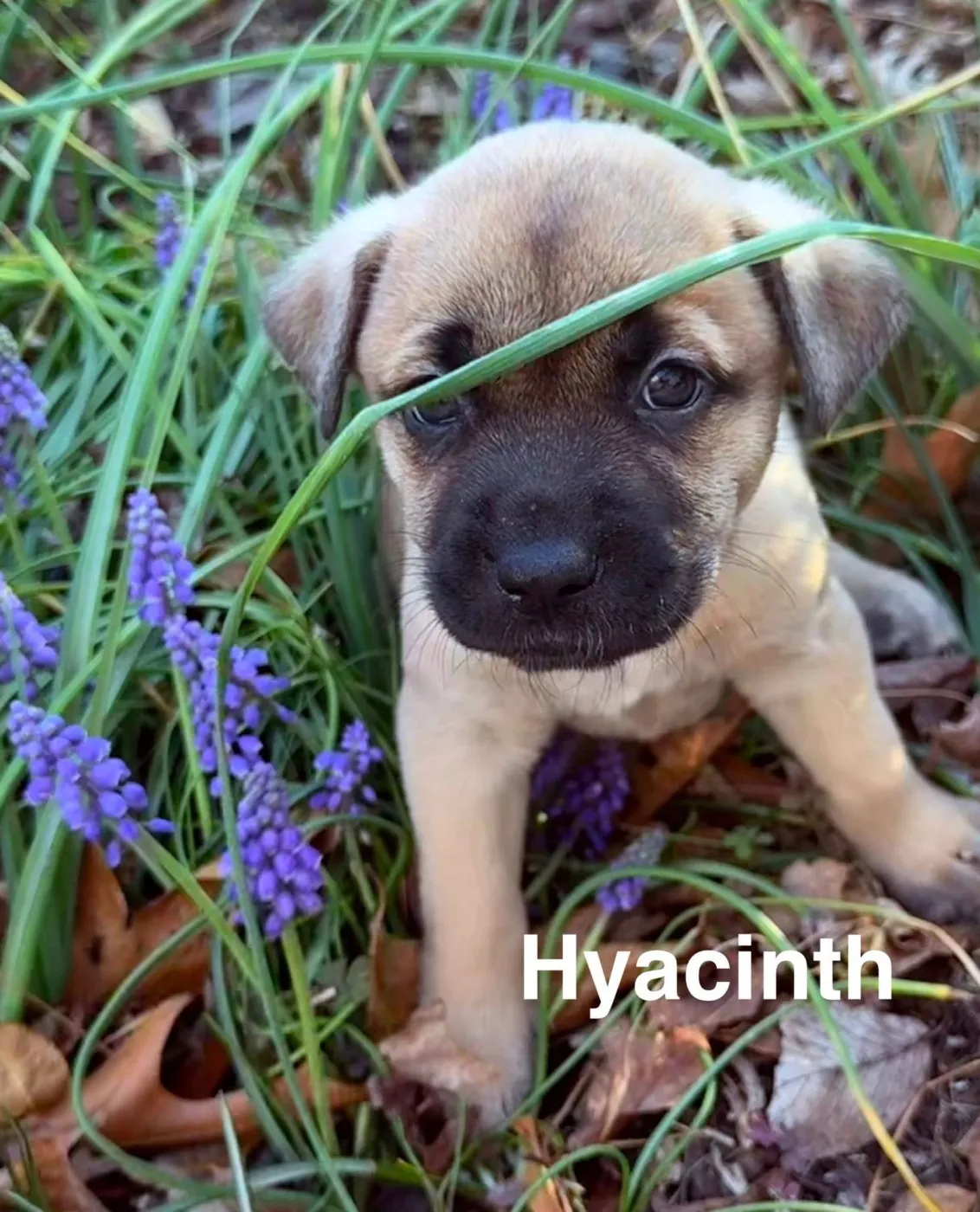 Hyacinth - Photo 1