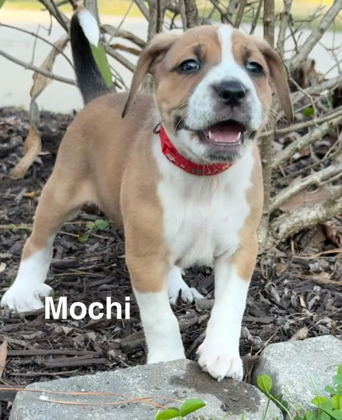 Mochi - Photo 1