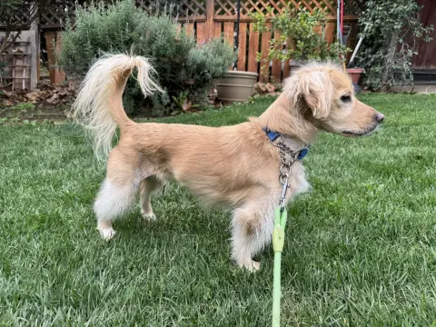 Blueberry thumbnail 2