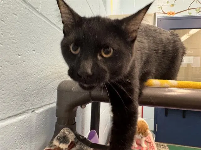 Boogie Woogie - Photo 1