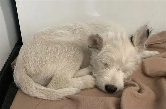 Westie - Photo 1