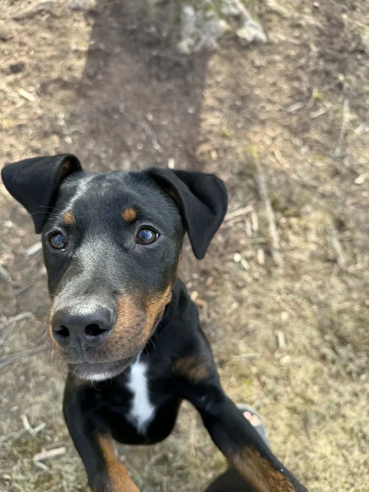 Bellatrix Dawn - Photo 1