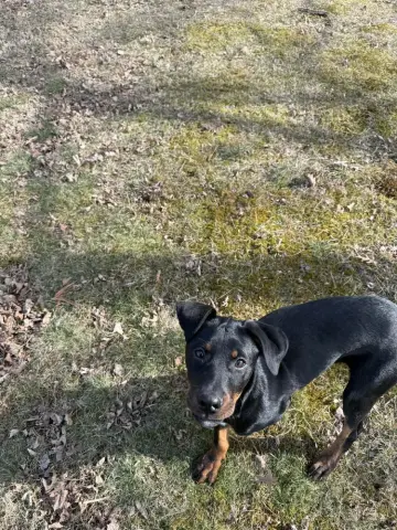 Bellatrix Dawn thumbnail 2