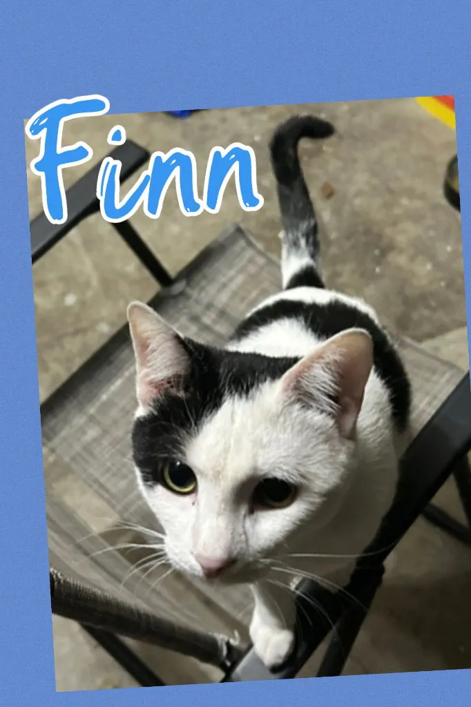 Finn - Photo 1