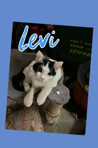 Levi